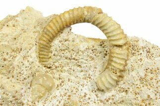 Jurassic Ammonite (Spiroceras) Fossil - Évrecy, France #367860