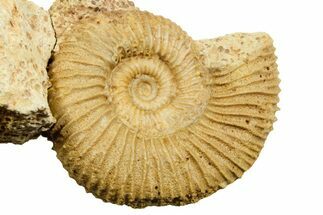 Jurassic Ammonite (Garantiana) Fossil - Évrecy, France #367865