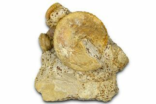 Jurassic Ammonite (Spiroceras) and Sea Snail Fossils - France #367881