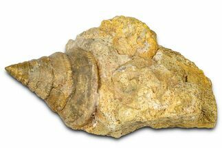 Jurassic Sea Snail (Pyrgotrochus) Fossil - Évrecy, France #367885