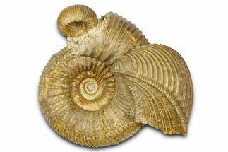 Jurassic Ammonites (Stephanoceras) and a Bivalve (Trigonia) - France #367890
