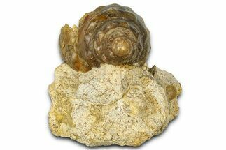 Jurassic Sea Snail (Pleurotomaria) Fossil - Évrecy, France #367895