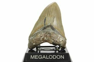 Serrated, Fossil Megalodon Tooth - North Carolina #367915