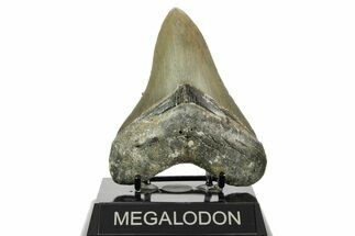 Serrated, Fossil Megalodon Tooth - North Carolina #367918