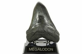 Huge Fossil Megalodon Tooth - South Carolina #367925