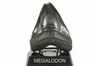 Fossil Shark Teeth For Sale