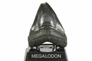 Fossil Megalodon Tooth - South Carolina #367932