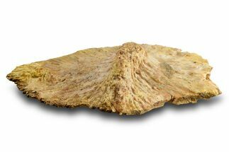 Triassic Fossil Phytosaur Scute - Texas #315719