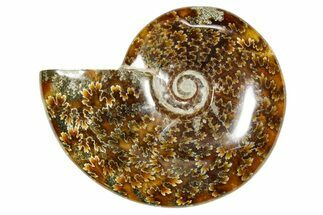 Polished Ammonite (Cleoniceras) Fossil - Madagascar #365060