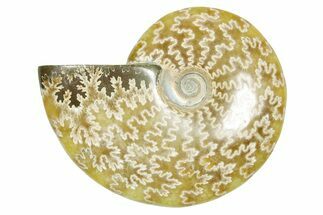 Polished Ammonite (Cleoniceras) Fossil - Madagascar #365061