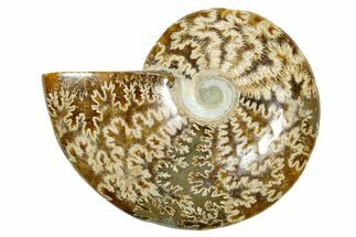 Polished Ammonite (Cleoniceras) Fossil - Madagascar #365062