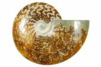 Polished Ammonite (Cleoniceras) Fossil - Madagascar #365063