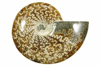 Polished Ammonite (Cleoniceras) Fossil - Madagascar #365066