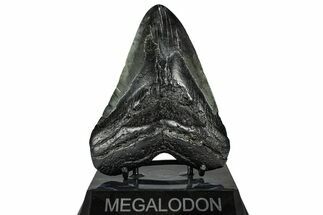 Fossil Megalodon Tooth - South Carolina #367956