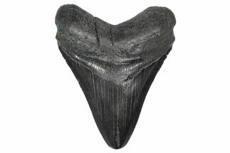 Fossil Megalodon Tooth - South Carolina #367969
