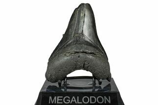 Bargain, Fossil Megalodon Tooth - South Carolina #367986