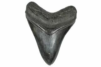 Serrated, Fossil Megalodon Tooth - South Carolina #368004