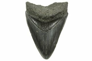 Serrated, Juvenile Megalodon Tooth - South Carolina #368038