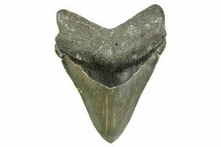 Serrated, Fossil Megalodon Tooth - North Carolina #368045