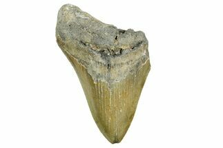 Partial, Fossil Megalodon Tooth - Serrated Blade #368079