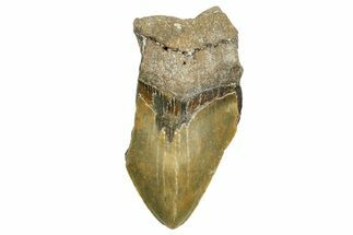 Partial, Fossil Megalodon Tooth - North Carolina #368080
