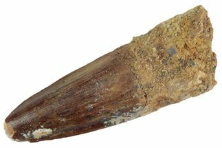 Fossil Spinosaurus Tooth - Real Dinosaur Tooth #367948