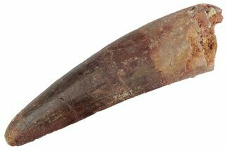 Fossil Spinosaurus Tooth - Real Dinosaur Tooth #367955