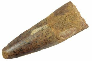 Fossil Spinosaurus Tooth - Feeding Worn Tooth #367968