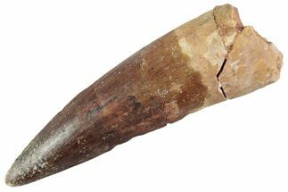 Fossil Spinosaurus Tooth - Real Dinosaur Tooth #367970
