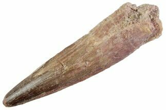 Fossil Spinosaurus Tooth - Real Dinosaur Tooth #367977