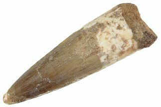 Fossil Spinosaurus Tooth - Real Dinosaur Tooth #367978
