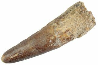 Fossil Spinosaurus Tooth - Feeding Worn Tooth #367987