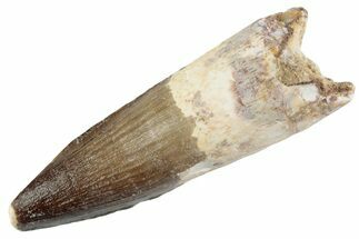 Fossil Spinosaurus Tooth - Real Dinosaur Tooth #367991