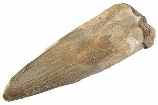 Fossil Spinosaurus Tooth - Real Dinosaur Tooth #367992