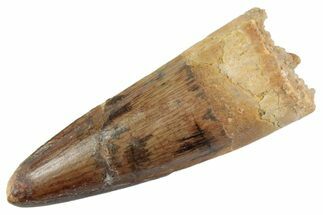 Fossil Spinosaurus Tooth - Real Dinosaur Tooth #367996