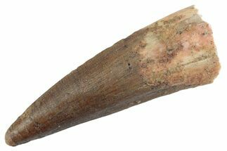 Fossil Spinosaurus Tooth - Real Dinosaur Tooth #368007