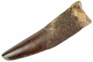 Fossil Spinosaurus Tooth - Feeding Worn Tooth #368023