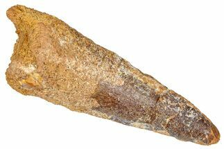 Fossil Spinosaurus Tooth - Real Dinosaur Tooth #368149