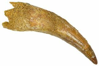Fossil Spinosaurus Tooth - Real Dinosaur Tooth #368155
