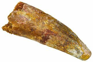 Fossil Spinosaurus Tooth - Real Dinosaur Tooth #368158