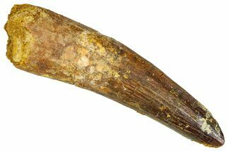 Fossil Spinosaurus Tooth - Real Dinosaur Tooth #368159