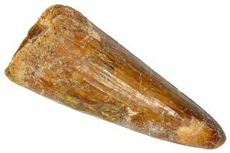 Cretaceous Fossil Crocodylomorph Tooth - Morocco #368165