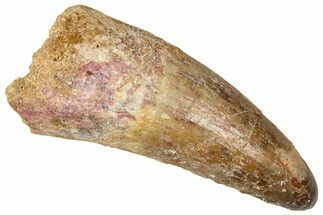 Cretaceous Fossil Crocodylomorph Tooth - Morocco #368167
