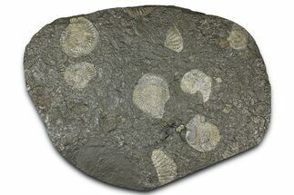 Fossil Ammonite Cluster - Posidonia Shale, Germany #368171