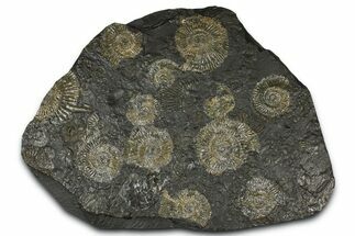 Fossil Ammonite Cluster - Posidonia Shale, Germany #368175