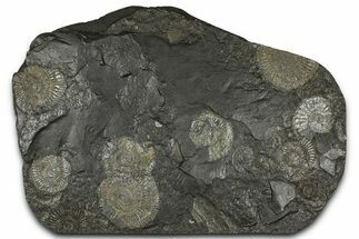 Fossil Ammonite Cluster - Posidonia Shale, Germany #368179
