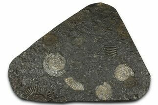 Fossil Ammonite (Dactylioceras) Cluster - Posidonia Shale, Germany #368181