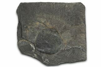 Fossil Seed Fern (Macroneuropteris) Plate - Pennsylvania #368187