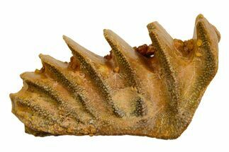 Cretaceous Lungfish (Ceratodus) Tooth Plate - Morocco #366722