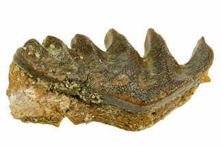 Cretaceous Lungfish (Ceratodus) Tooth Plate - Morocco #366747